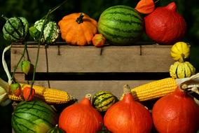 orange pumpkins, watermelons and corn in a wooden box