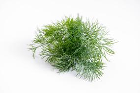 fresh Dill, Spice Plant
