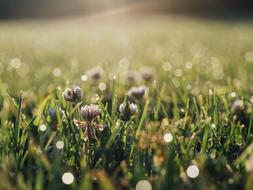 Colorful and beautiful clover flowers on the meadow, in sunlight, with bokeh lights