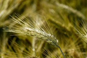 spike of organic wheat