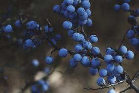 sweet Blueberries Vine Fruit