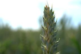 Close-up of a green and yellow wheat with grains