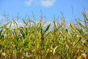 Corn Crop Harvest green