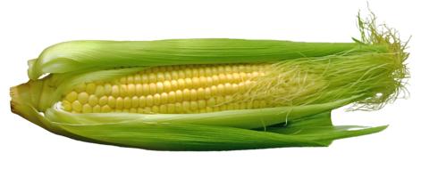 organic corn on the cob