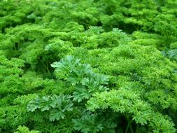 Parsley Seasoning Green