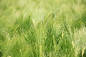 green barley field in blurred background