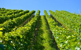 Vineyard on mountain side at summer