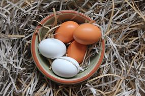Egg Bowl white brown