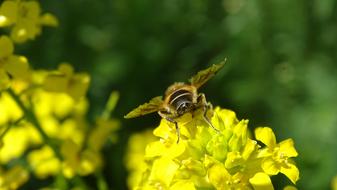 Bee and Flowers Yellow