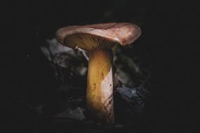 dark photo of forest mushroom