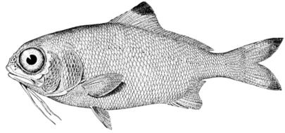 fish as a vintage drawing