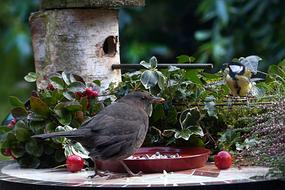Bird Blackbird Turdus