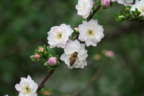 Flower Plant white