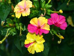 pink yellow flowers on a bush close-up on a blurred background