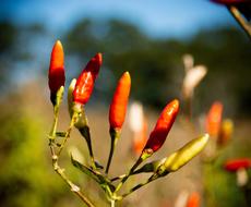 photo of wild hot pepper in the sun