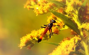 Thread-waisted wasp on yellow flowers
