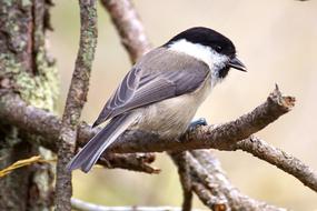 marsh tit on a tree branch