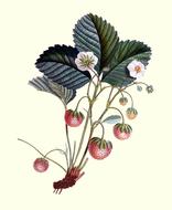 illustration of strawberry plants