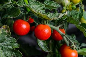 tomato Food Fruit Vegetable