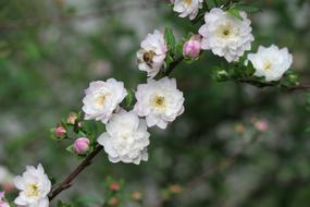 Plant Branch white fowers