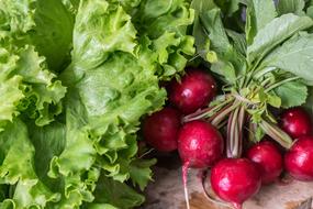 lettuce and radish close-up