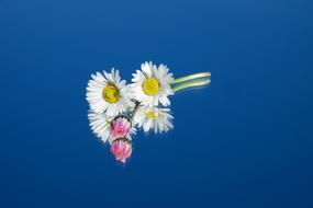 Daisy Flower Bloom blue background