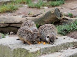 Meerkat Animal Fur eat