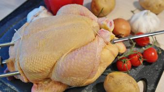 Chicken Broiler