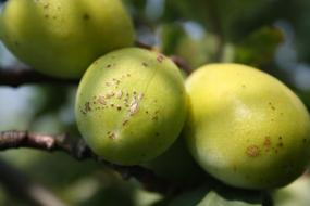 photo of a green pear on a branch