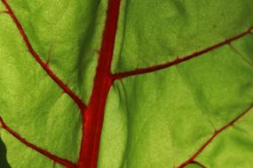 Leaf Plant Background red green