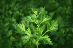 Parsley as a Kitchen Herbs