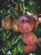 Close-up of the beautiful, purple and green apples and green leaves