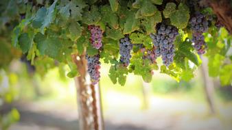 Beautiful, purple and pink grapes, among the green and yellow leaves