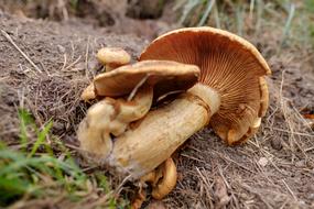 Close-up of the beautiful, brown mushrooms, among the colorful grass in the forest