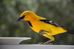curacao Bird looking at plate