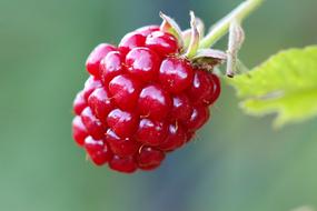 red blackberries on a branch on a blurred background