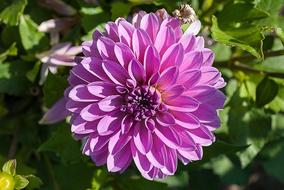 Dahlia, purple fluffy Flower, top view