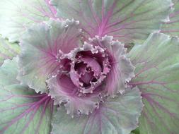 Cabbage Purple Gray plant