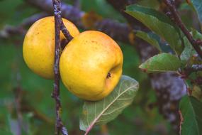 Yellow Apples and Green leaves