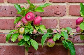 branch with ripe apples on a brick wall