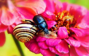 Forest Beetle black and pink flowers