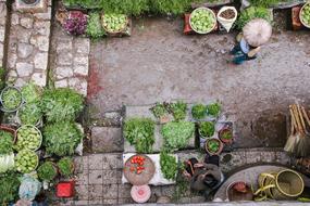 Market Vegetables in garden