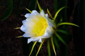photo of white cactus flower