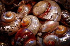photo of mother-of-pearl shells