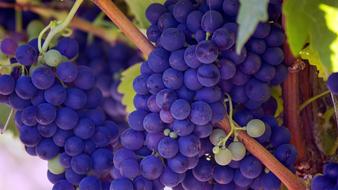 blue Grapes Fruits Vines