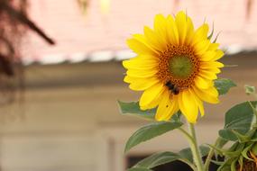 Sunflower Wasp