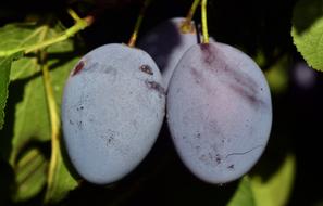 Beautiful blooming, blue and purple plums with green leaves