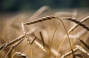 Harvest, ripe cereals in field