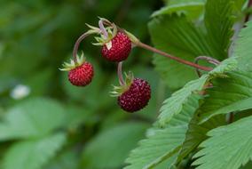 Strawberries Leaf at Nature