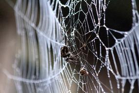 Spider Web water drop